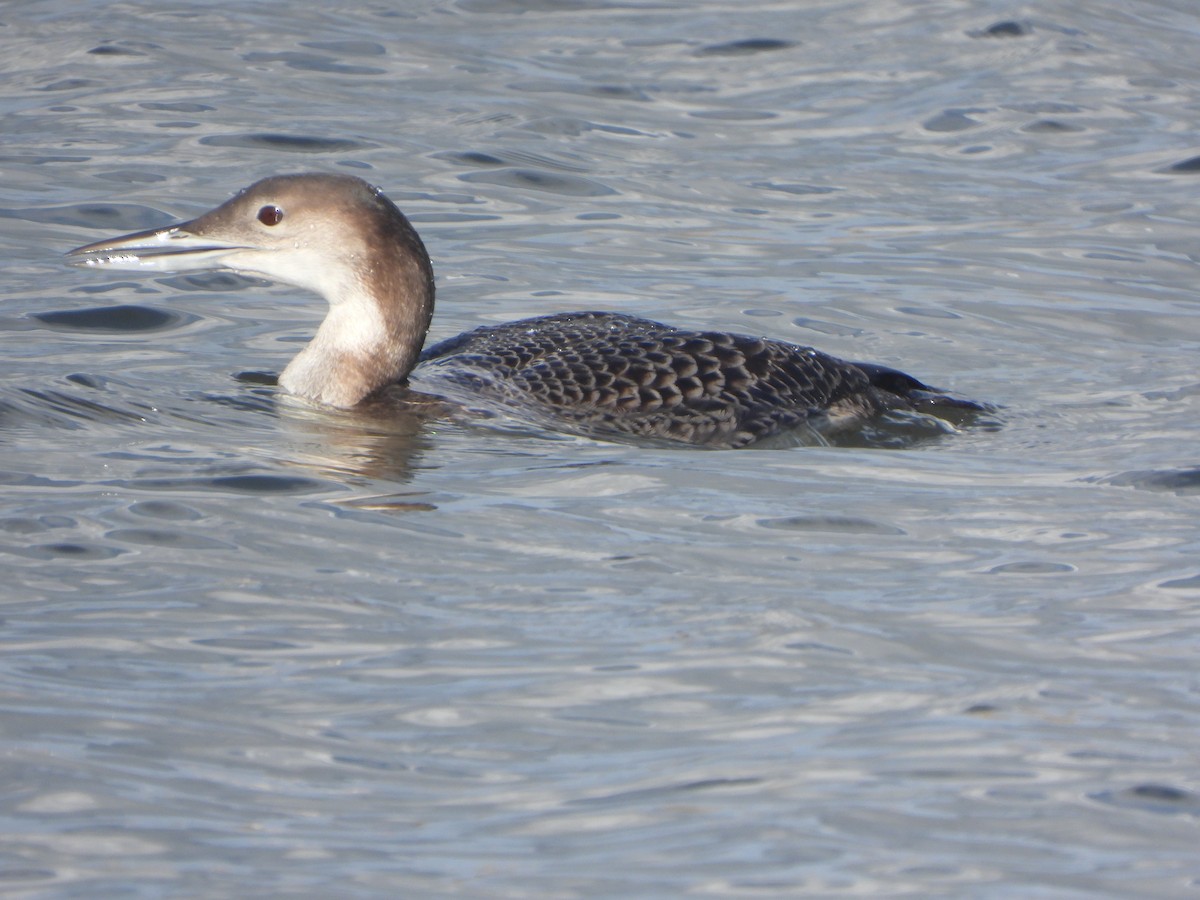 potáplice lední - ML645657397