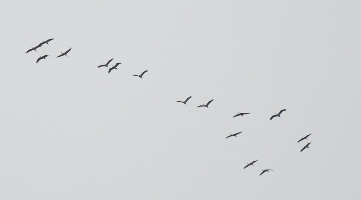 Common Crane - ML645657398