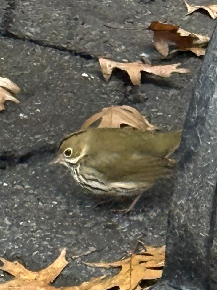 Ovenbird - ML645657415
