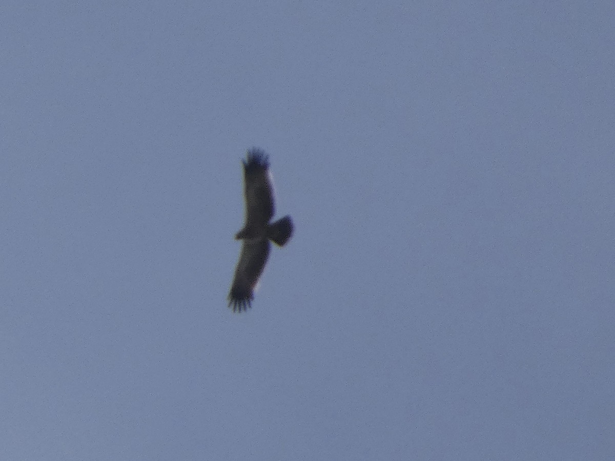 Tawny Eagle - ML645657416