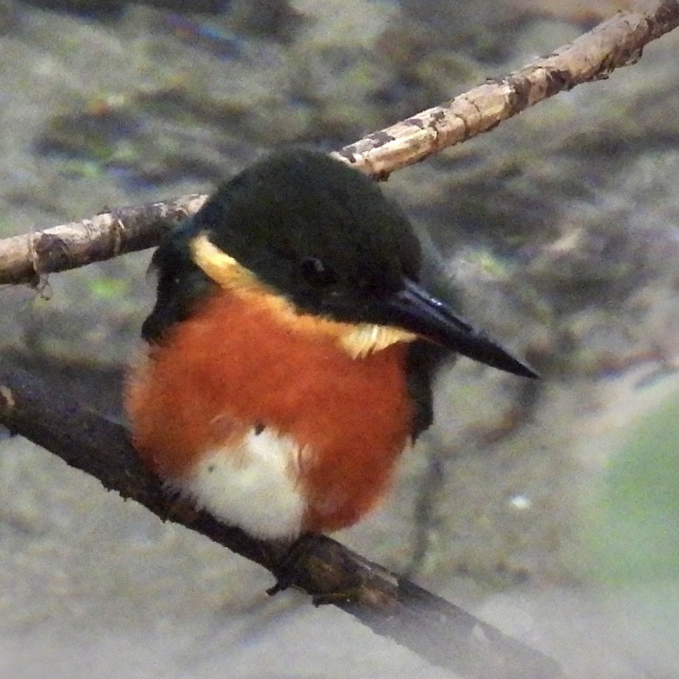 Erzfischer - ML645657447