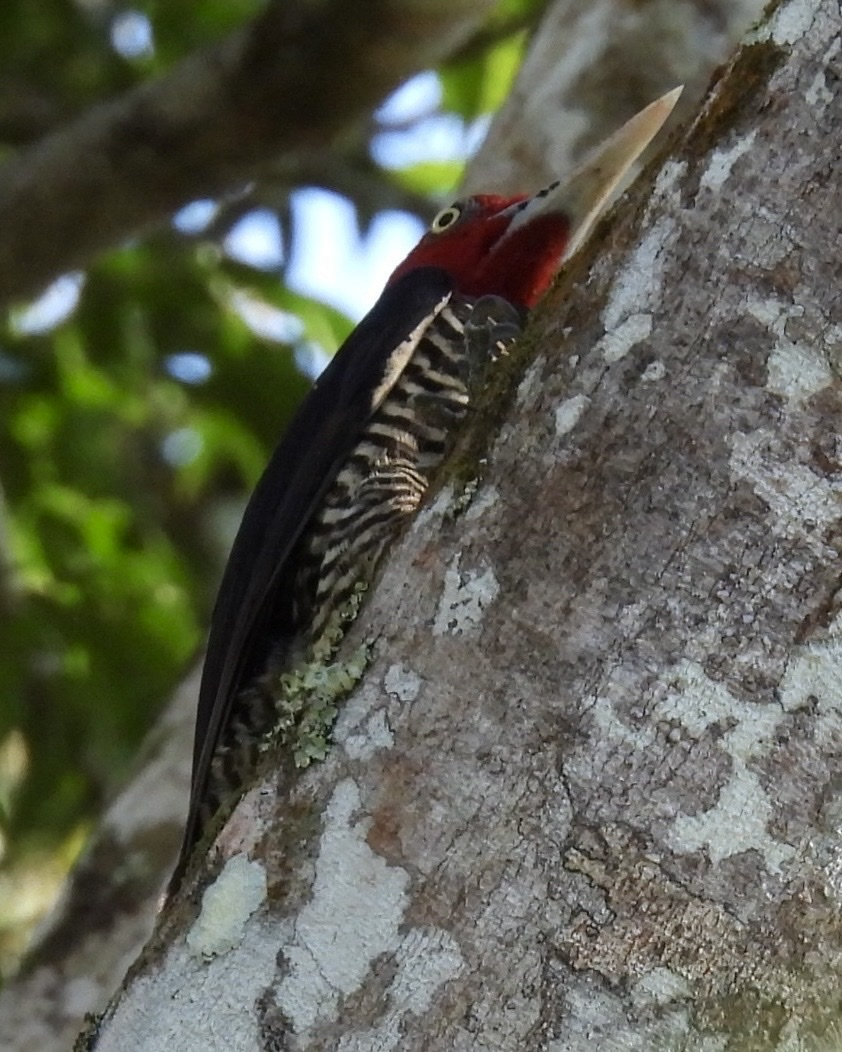 Pale-billed Woodpecker - ML645657456