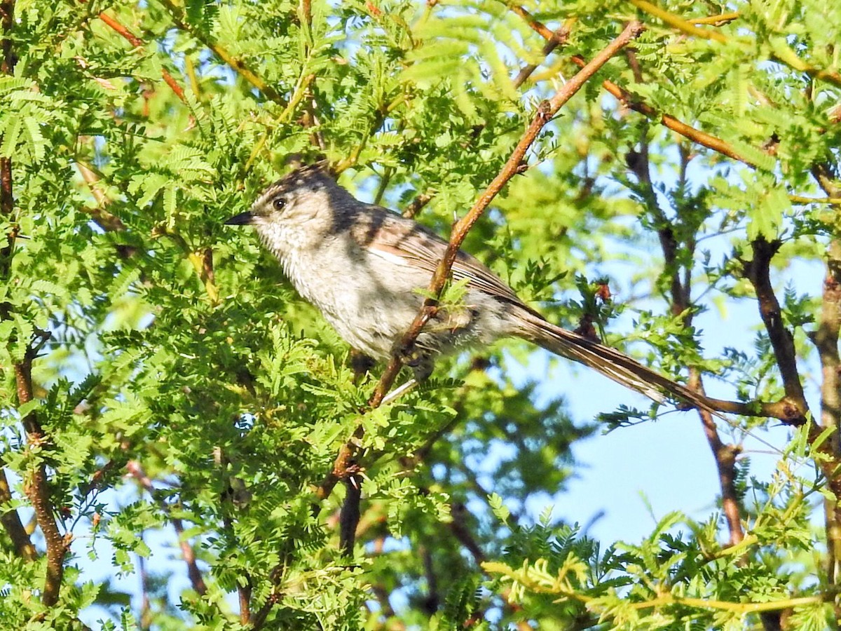Tufted Tit-Spinetail - ML645657458