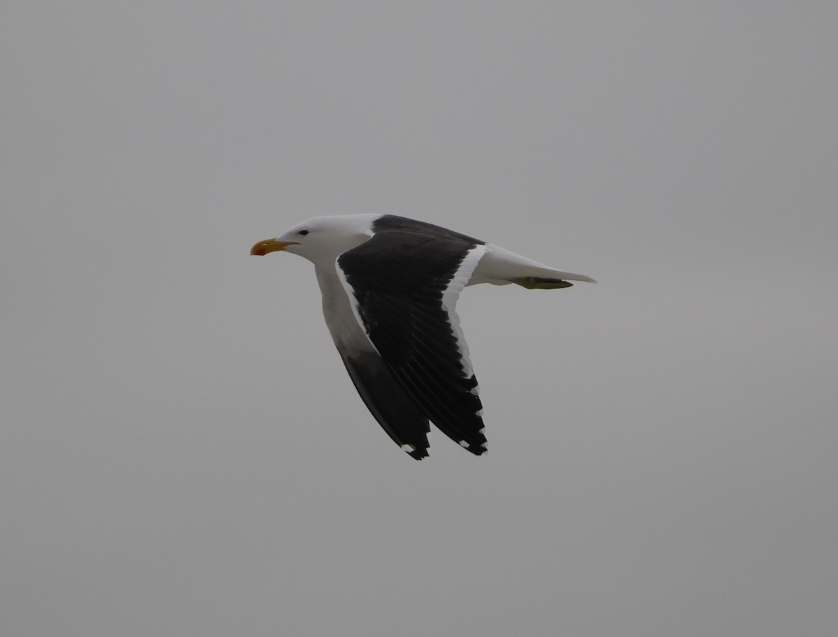 Kelp Gull - ML645657464