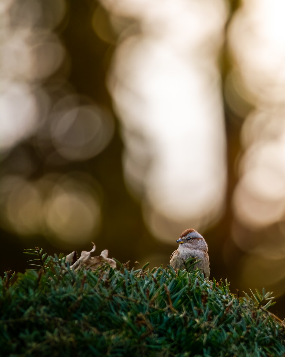 Пасовник північний - ML645657469