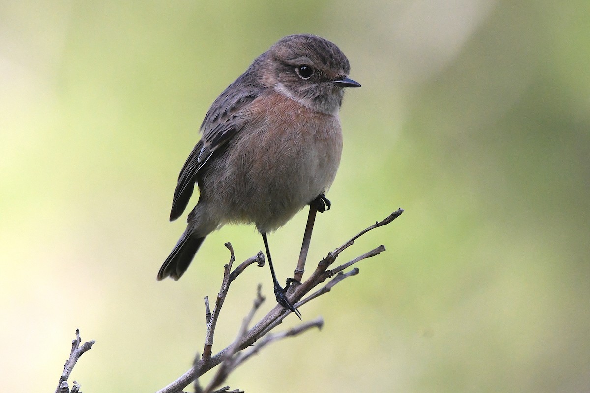European Stonechat - ML645657470