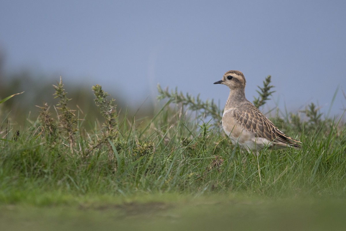 Eurasian Dotterel - ML645657471