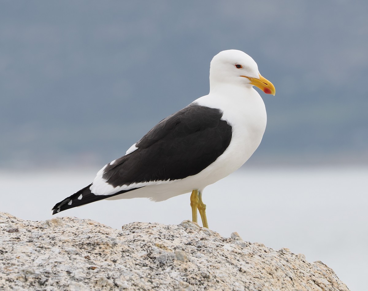 Kelp Gull - ML645657472