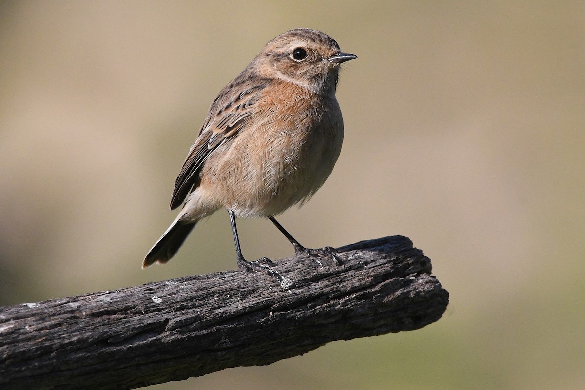 European Stonechat - ML645657477