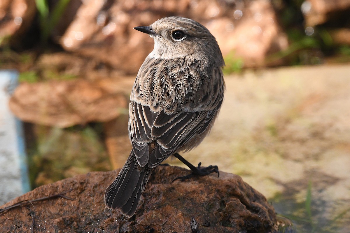 European Stonechat - ML645657484