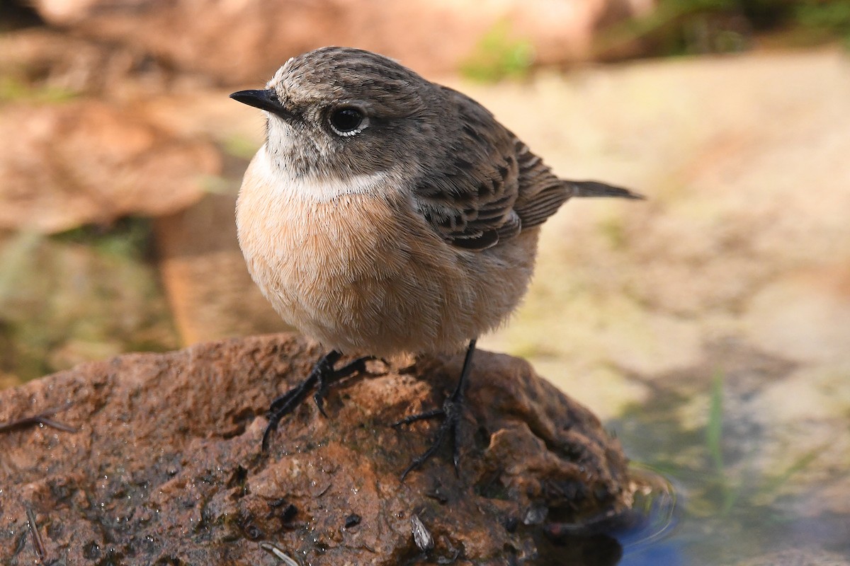 European Stonechat - ML645657489