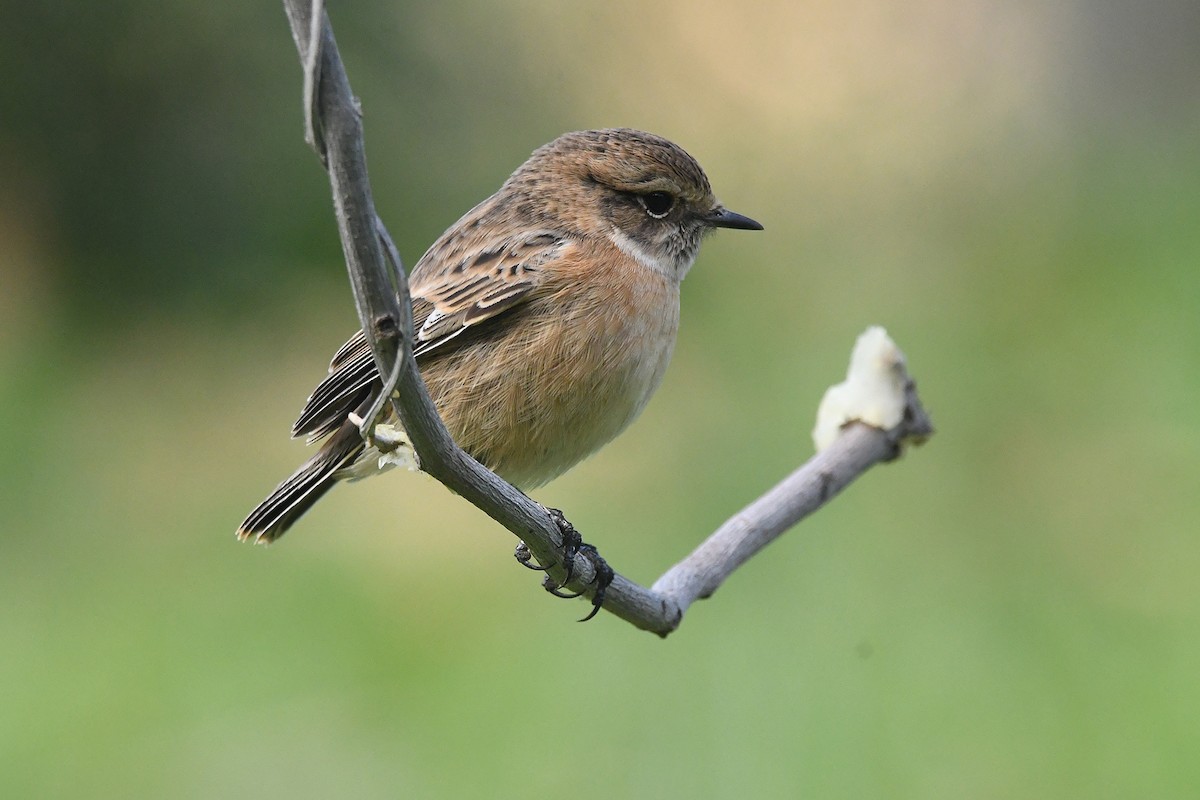 European Stonechat - ML645657502