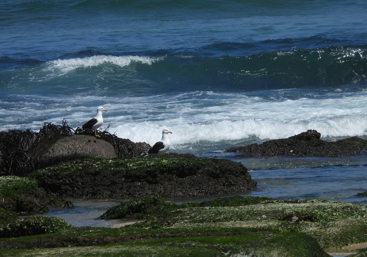 Kelp Gull - ML645657504