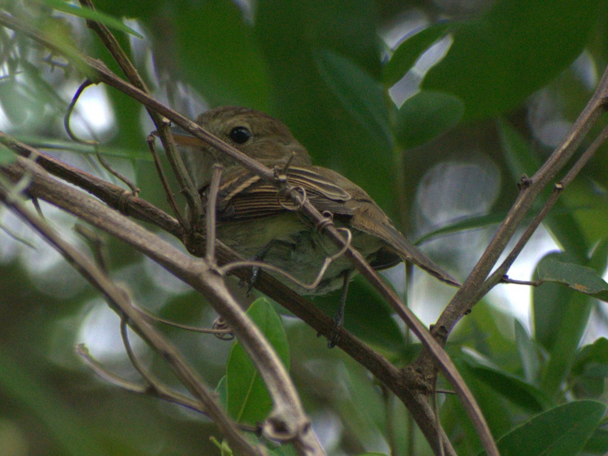 Euler's Flycatcher - ML645657505