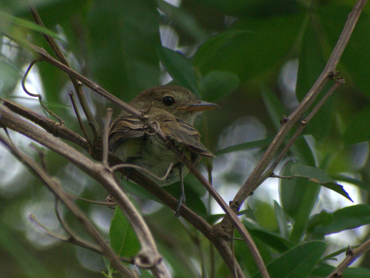 Euler's Flycatcher - ML645657506