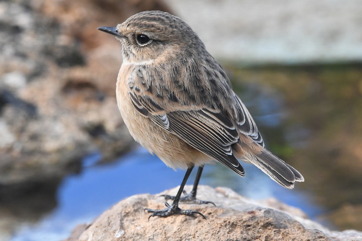 European Stonechat - ML645657513
