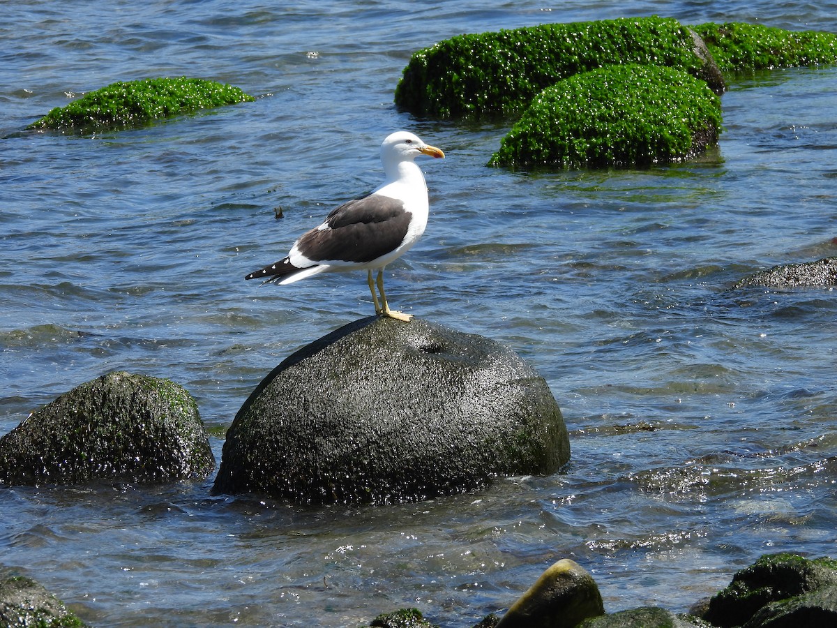 Kelp Gull - ML645657514