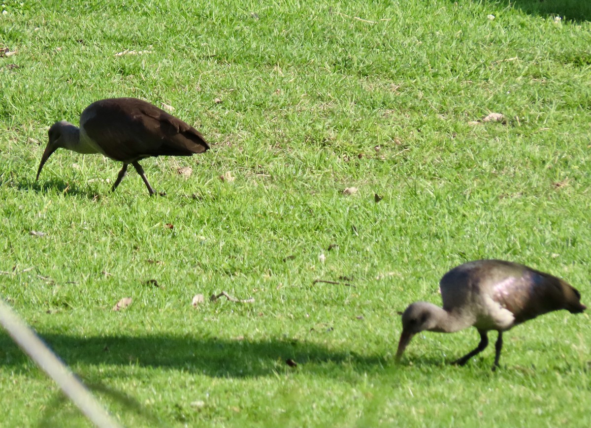 Hadada Ibis - ML645657527