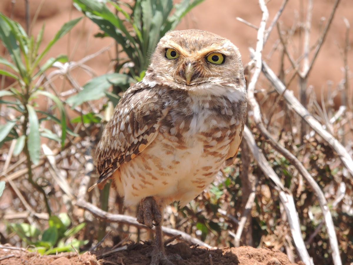 Burrowing Owl - ML645657531