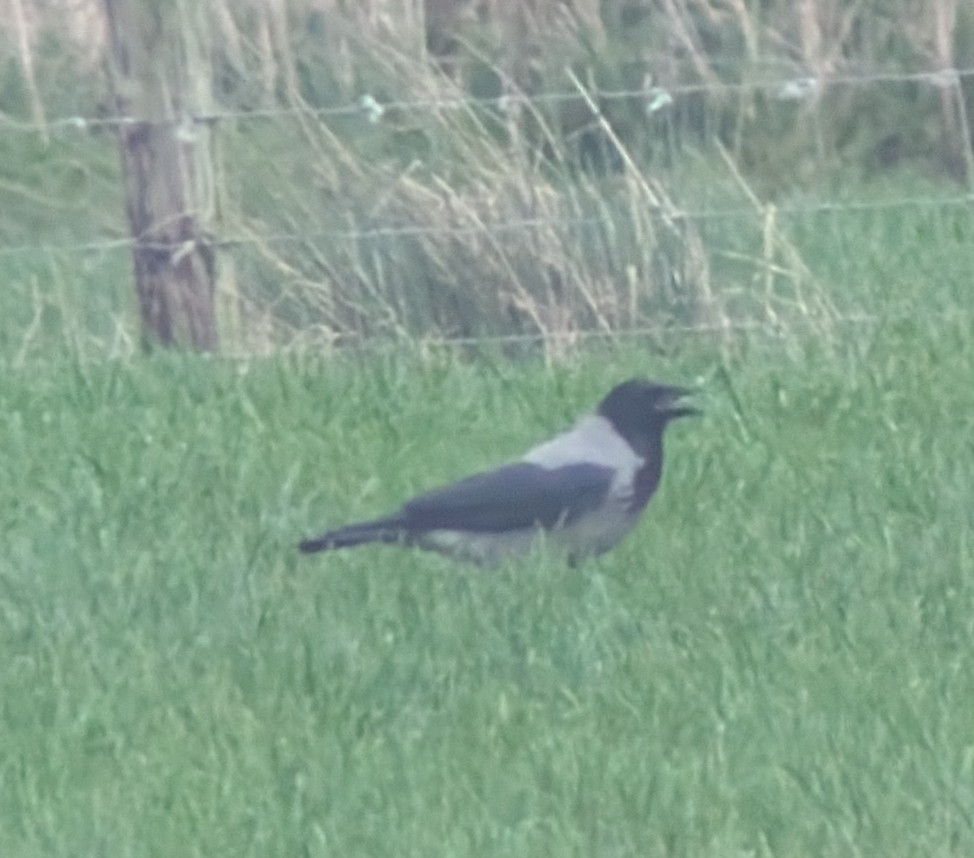 Hooded Crow - ML645657532