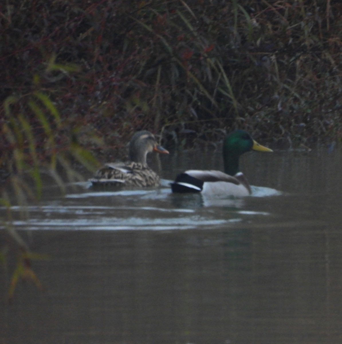 Mallard - ML645657533