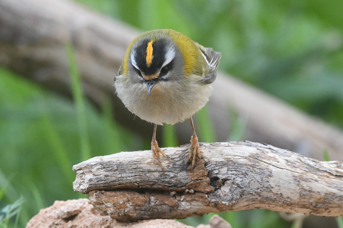 Common Firecrest - ML645657534