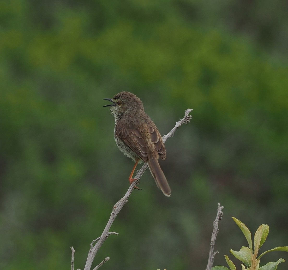 Karoo Prinia - ML645657535