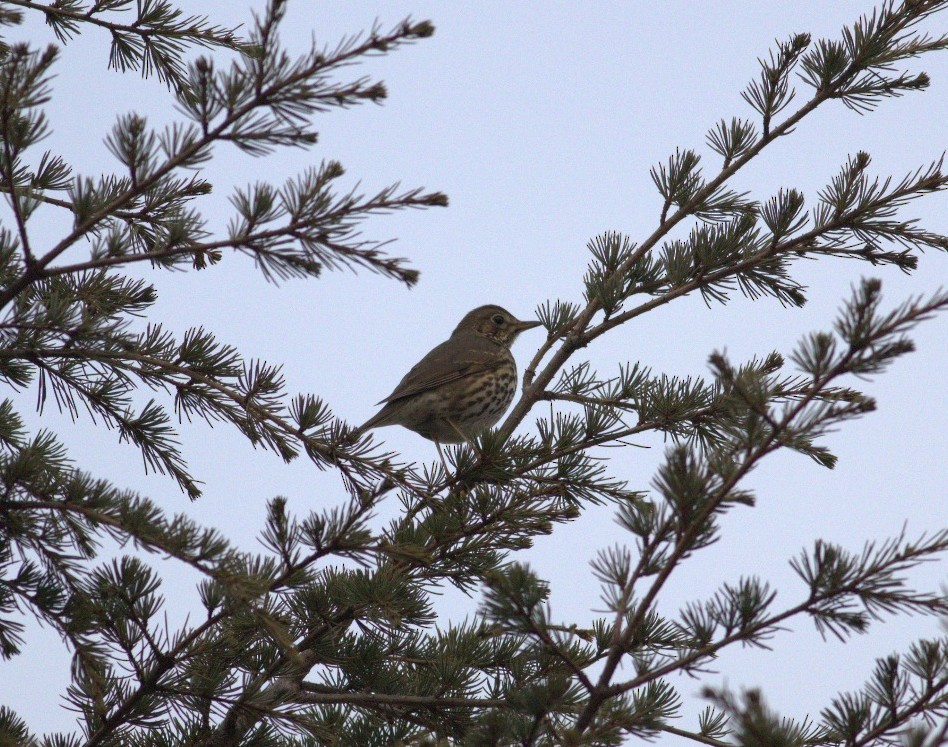 Redwing - ML645657536