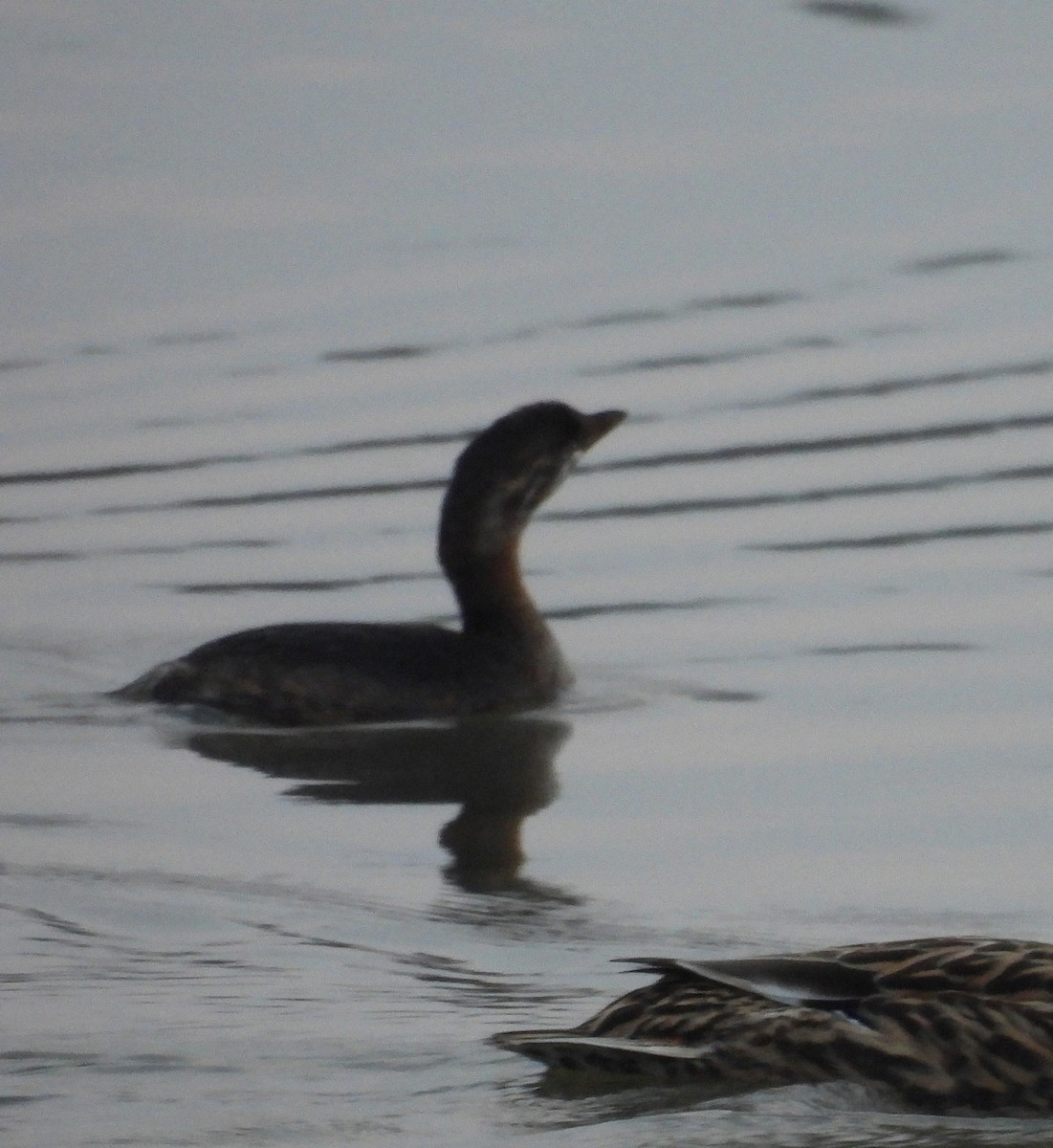 Pied-billed Grebe - ML645657537
