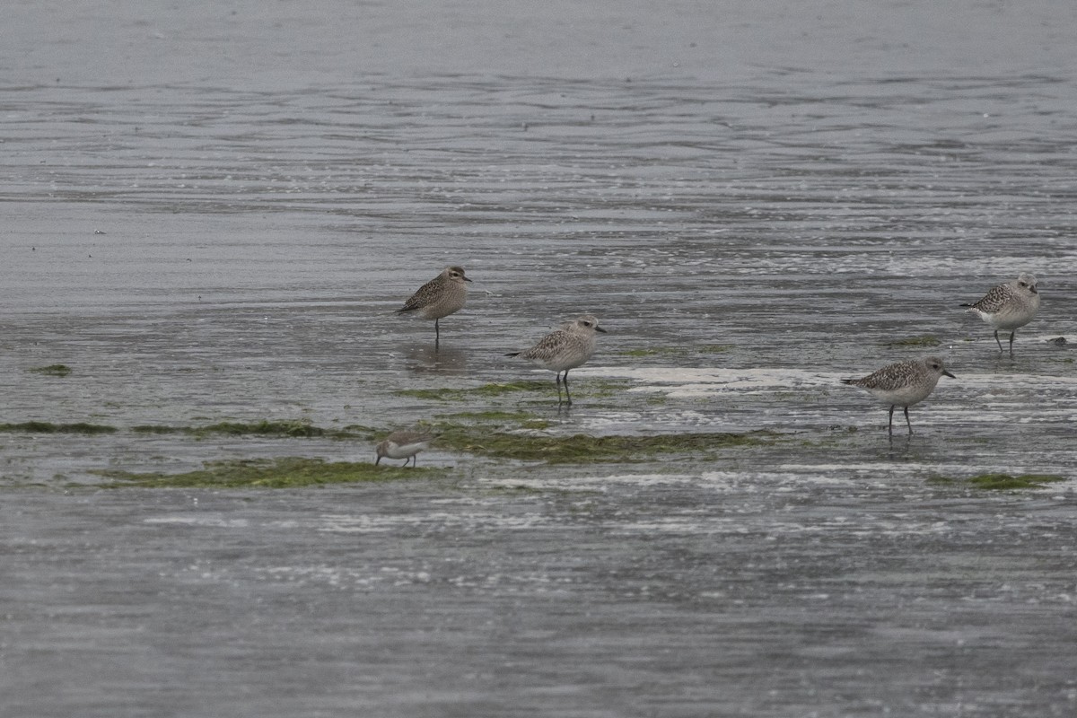 American Golden-Plover - ML645657538