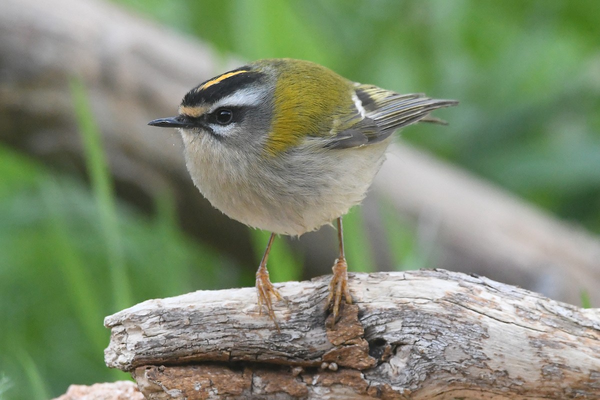 Common Firecrest - ML645657539