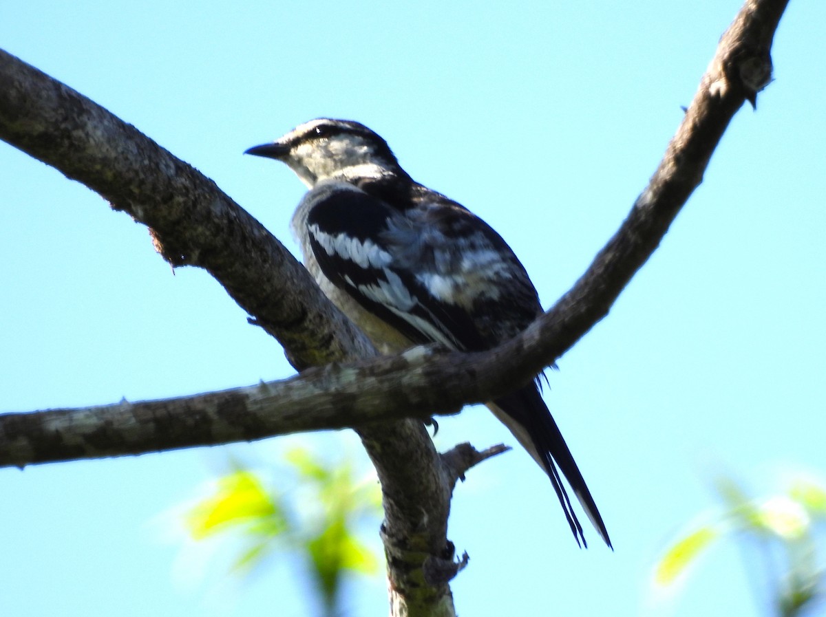 Varied Triller - ML645657541