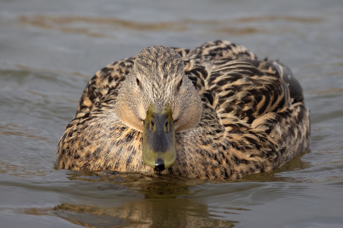 Mallard - ML645657542