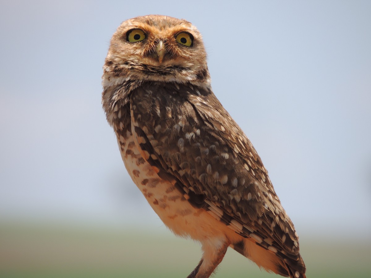 Burrowing Owl - ML645657545