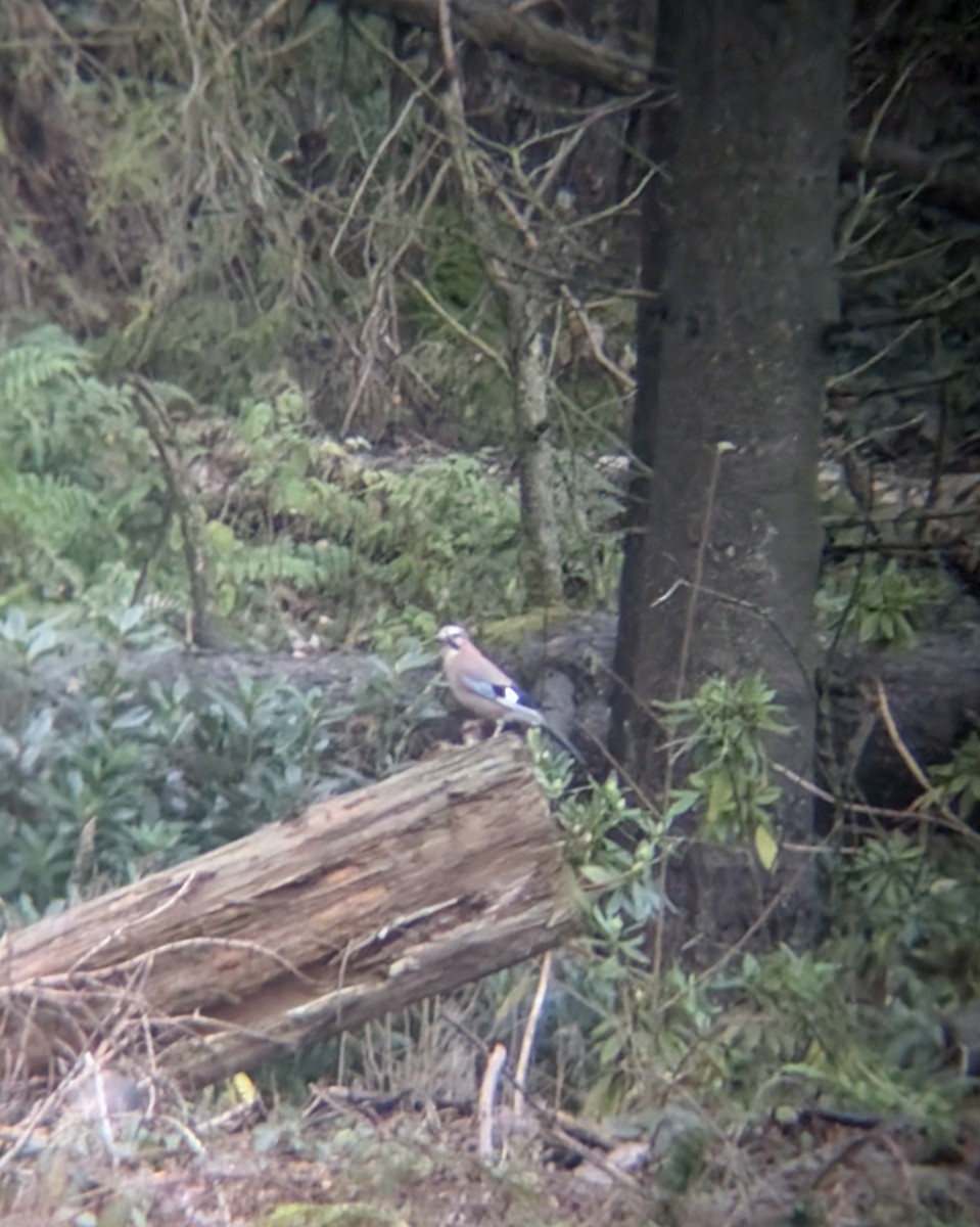 Eurasian Jay - ML645657547