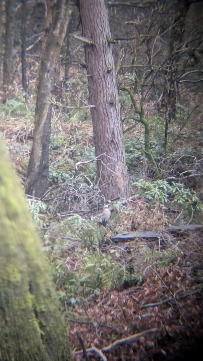 Eurasian Jay - ML645657548