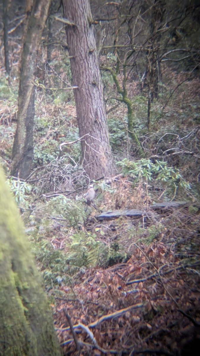 Eurasian Jay - ML645657549