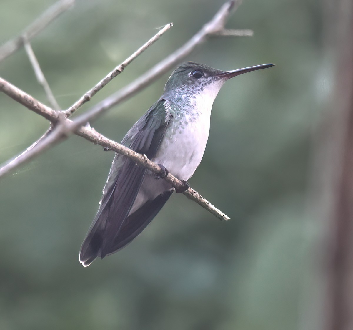 White-bellied Emerald - ML645657550