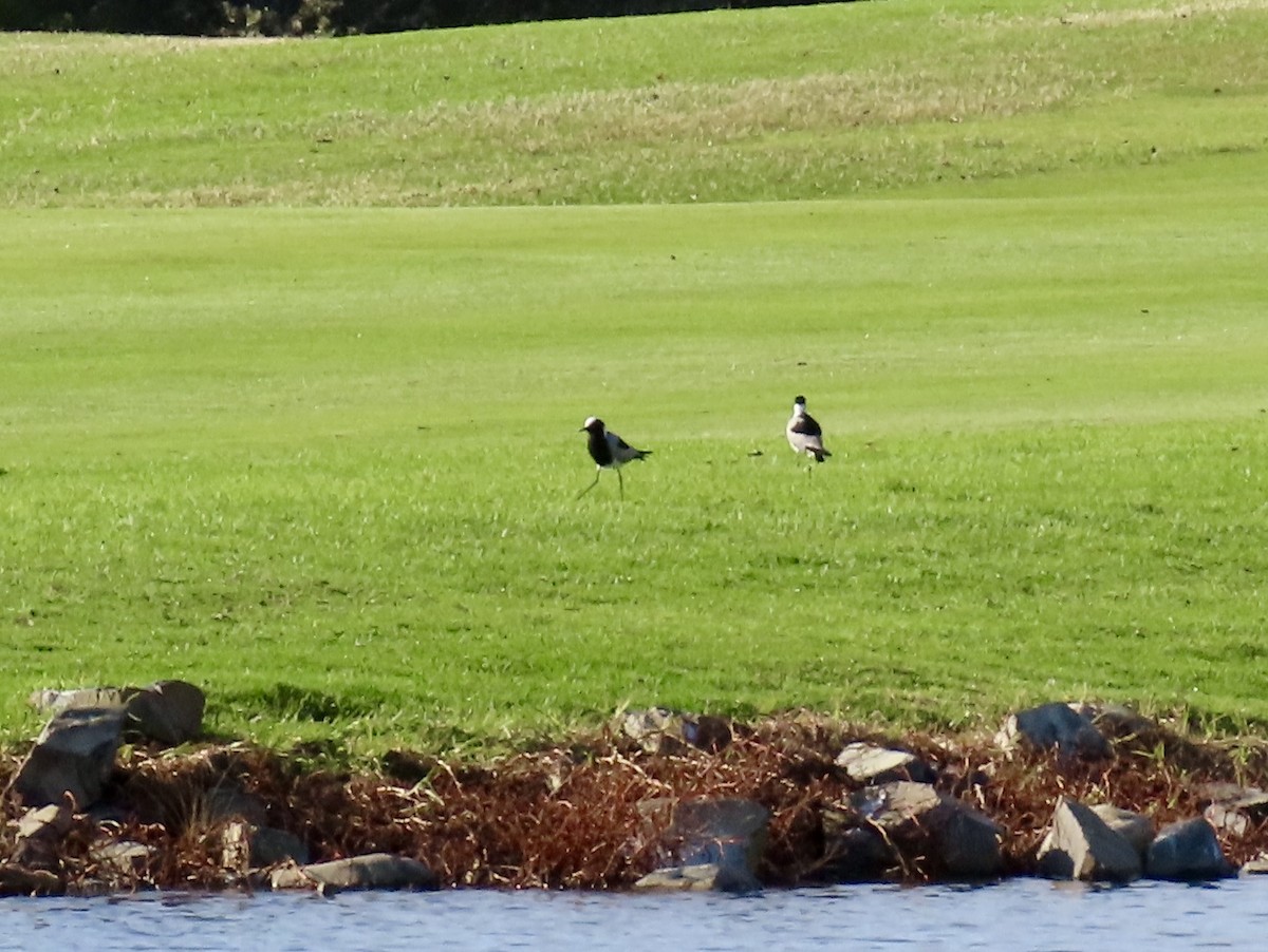 Blacksmith Lapwing - ML645657551