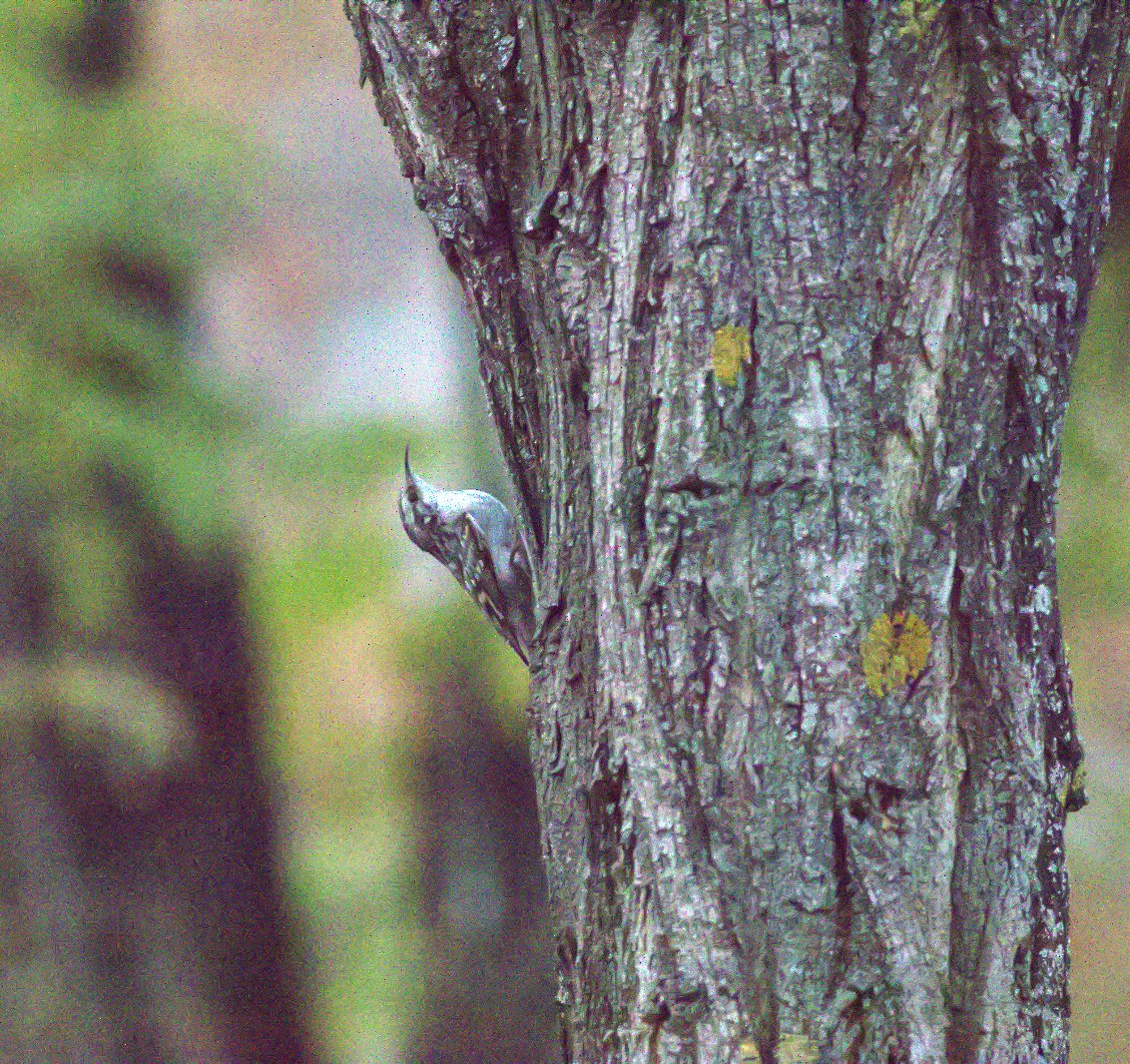 キバシリ - ML645657552