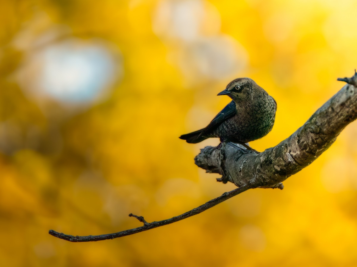 Rusty Blackbird - ML645657559