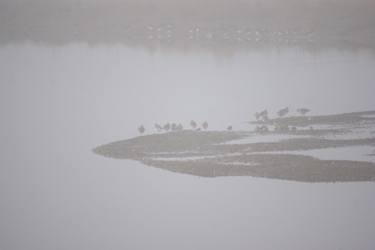 Black-bellied Plover - ML645657565