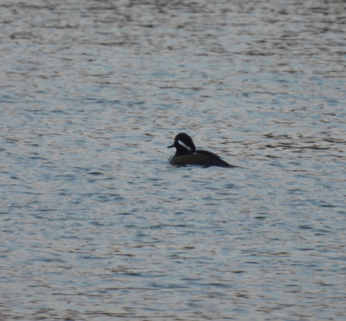 Hooded Merganser - ML645657567