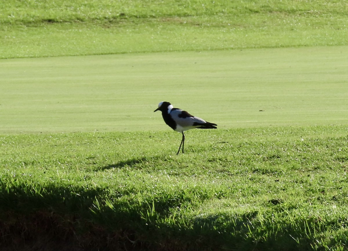 Blacksmith Lapwing - ML645657568
