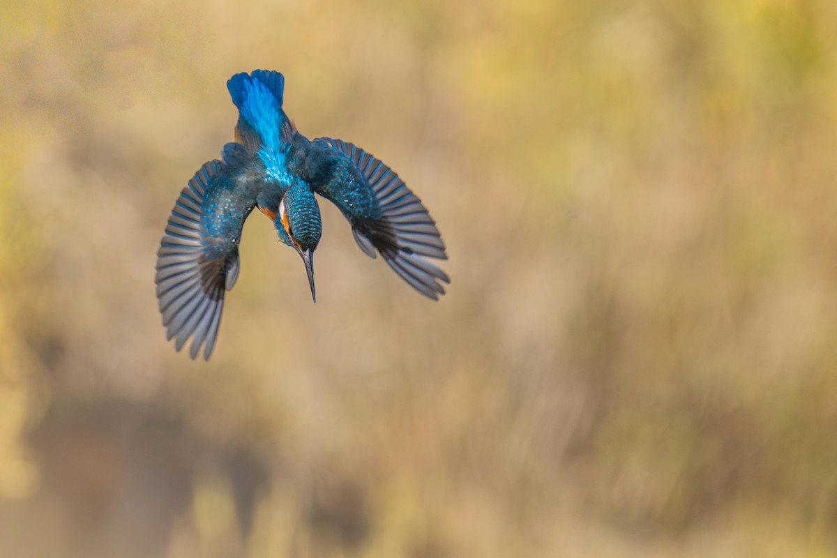 Common Kingfisher (Common) - ML645657570