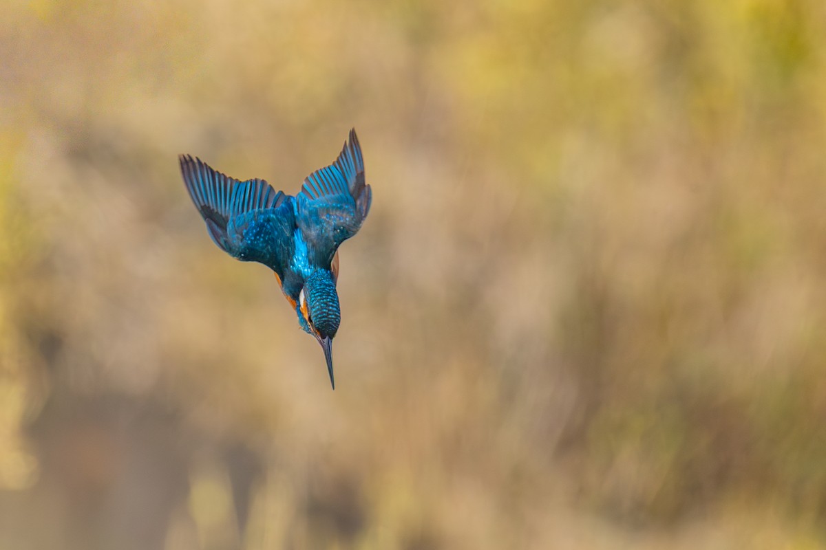 Common Kingfisher (Common) - ML645657571