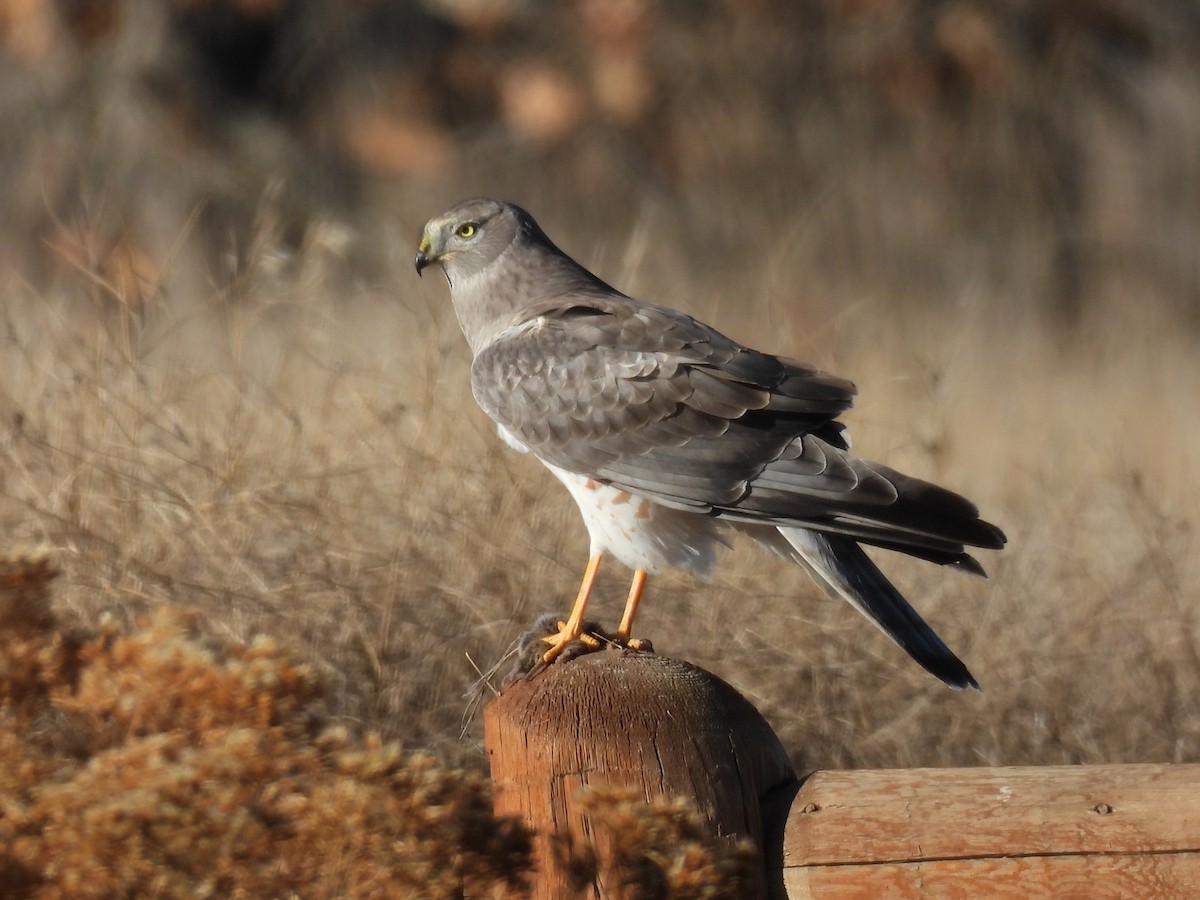 Northern Harrier - ML645657573