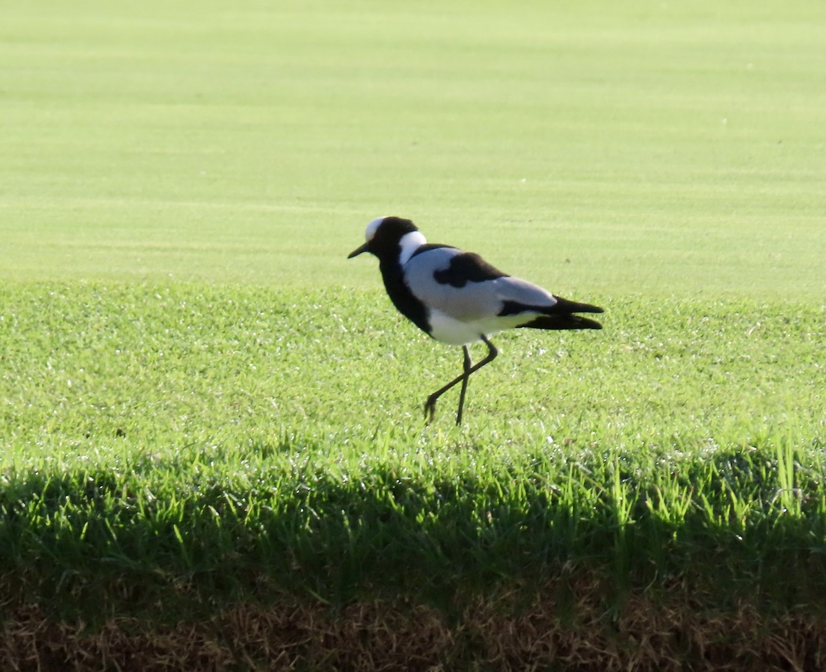 Blacksmith Lapwing - ML645657575