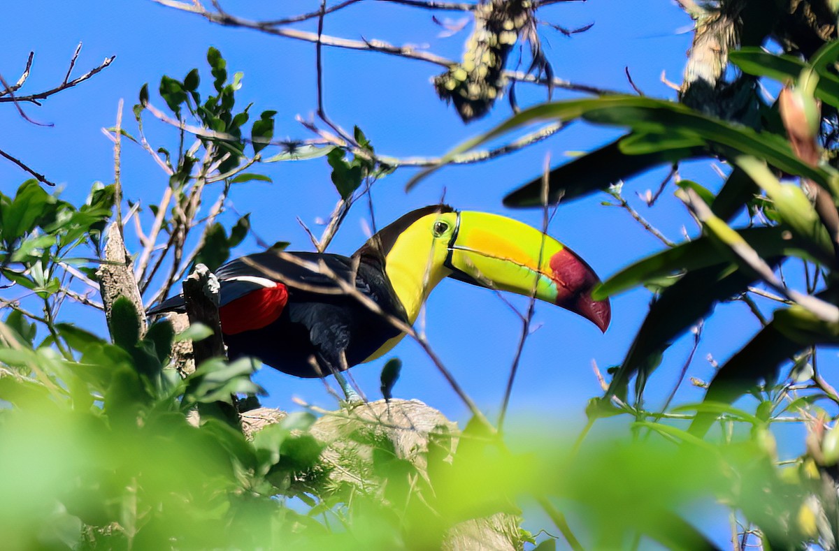 Keel-billed Toucan - ML645657576