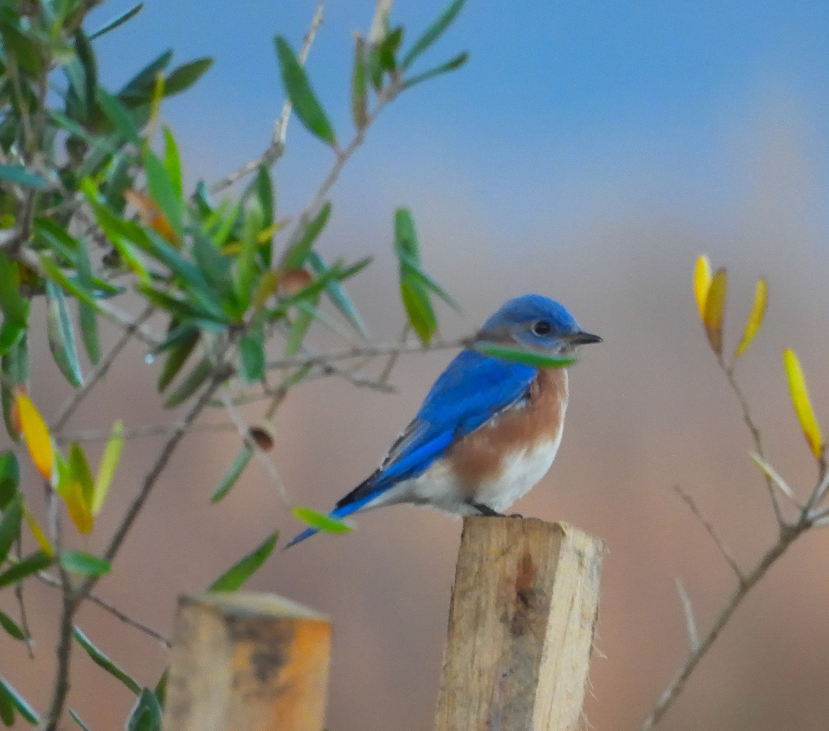Eastern Bluebird - ML645657577